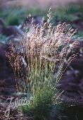 Deschampsia flexuosa